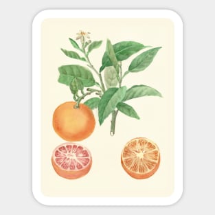 botanical illustration of oranges Sticker